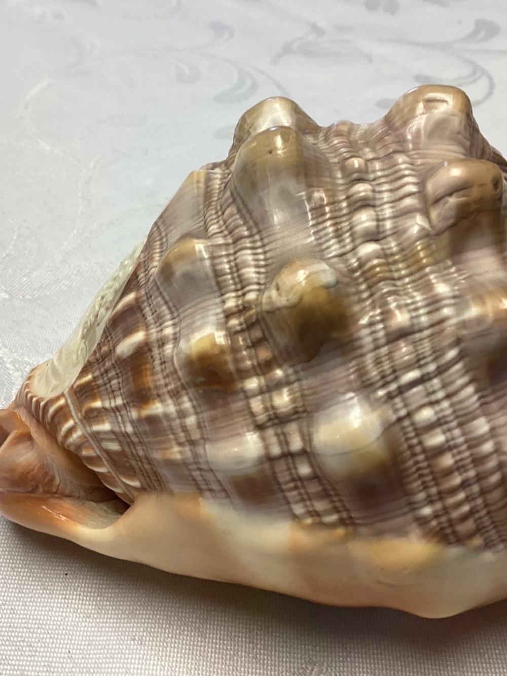 BEAUTIFUL Vintage Italian LARGE Hand Carved Cameo Conch Shell MINT CONDITION - Picture 2 of 10